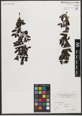 Foto von Salix L.